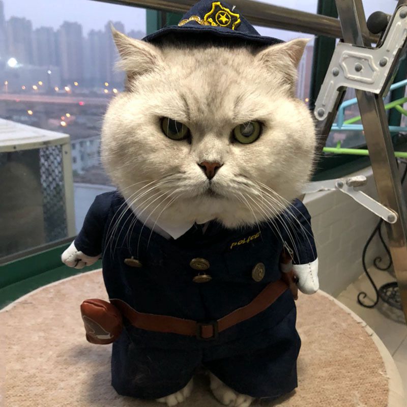 Pet Costumes for Cats & Small Dogs | Festive Photos