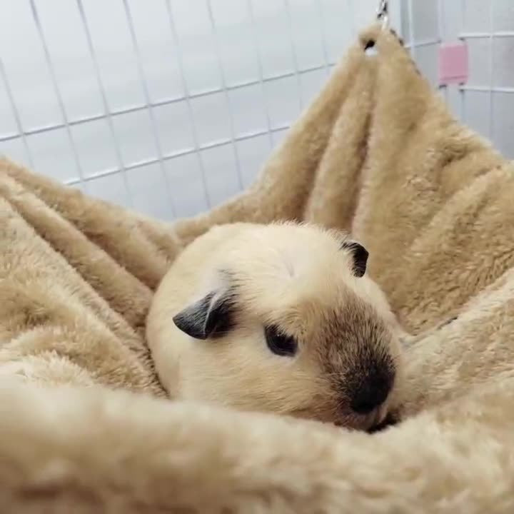 Small Pet Hammock for Cozy Double-Layer Winter Rest