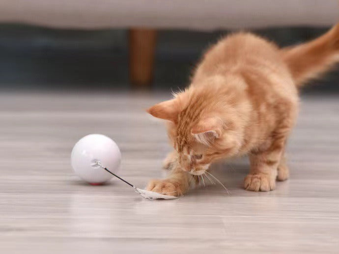 Interactive Cat Ball Toy for Daily Indoor Enrichment