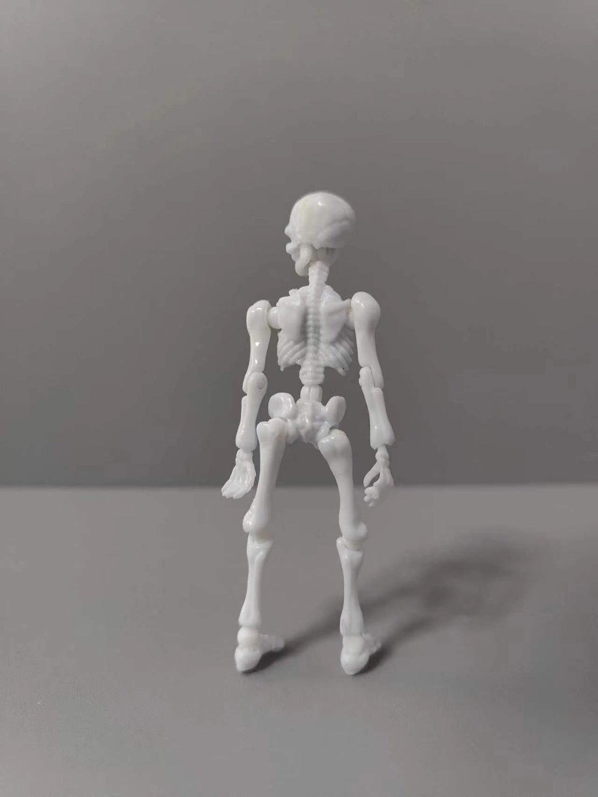 Poseable Skeleton Anatomy Toy for Hands-On Science Learning