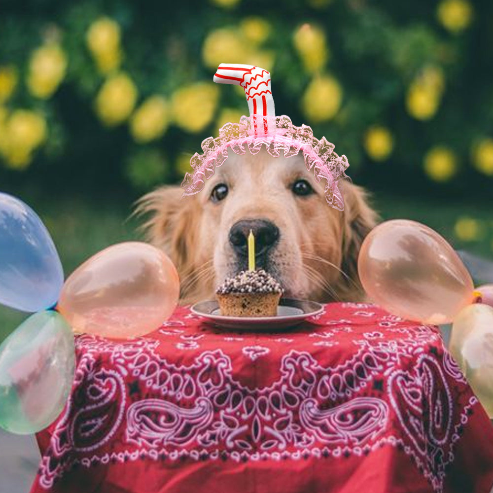 Lace Dog Birthday Hat With Ear Holes | Party Photos