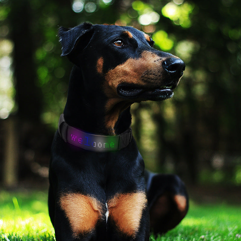 LED Dog Collar with Customizable Night Visibility