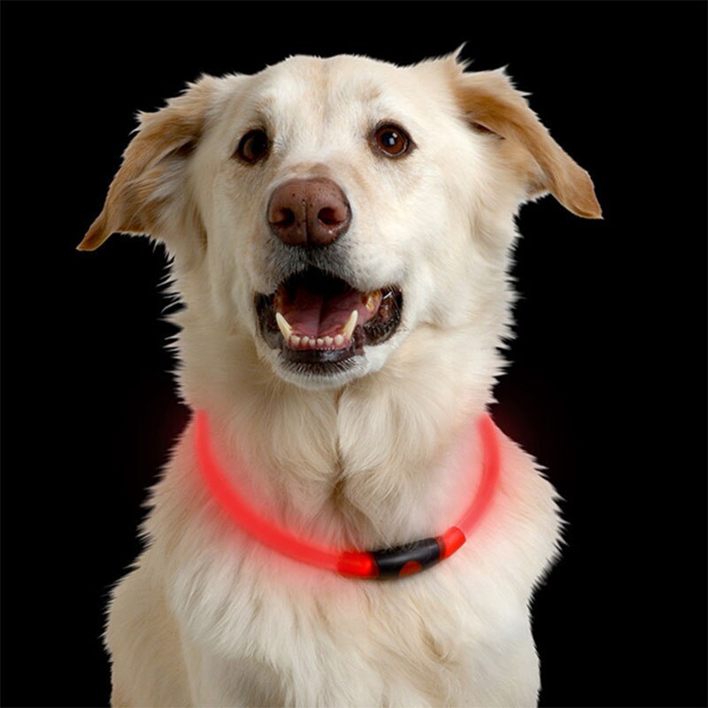 Luminous Dog Collar for Brighter-Looking Night Walks