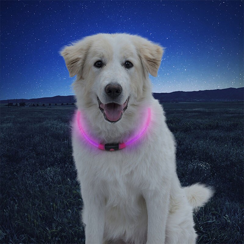 Luminous Dog Collar for Brighter-Looking Night Walks
