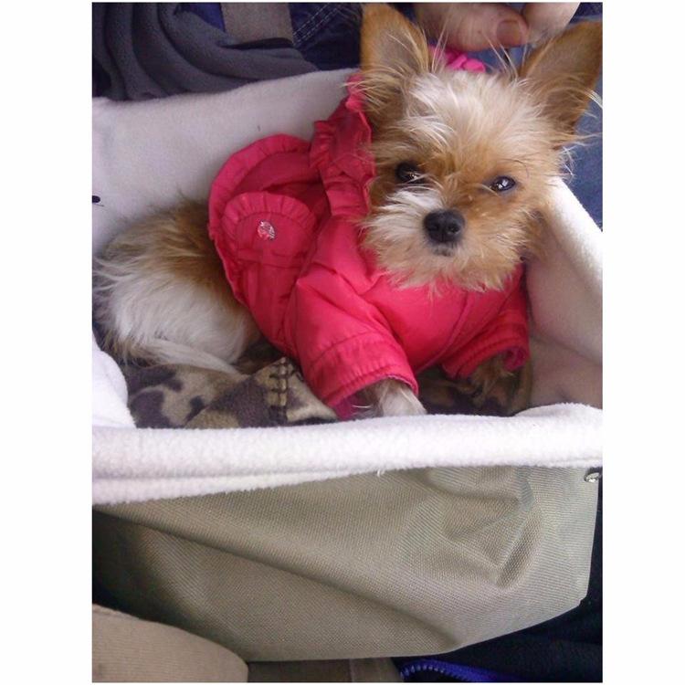 Small Dog Car Booster Seat & Plush Travel Carrier Bag