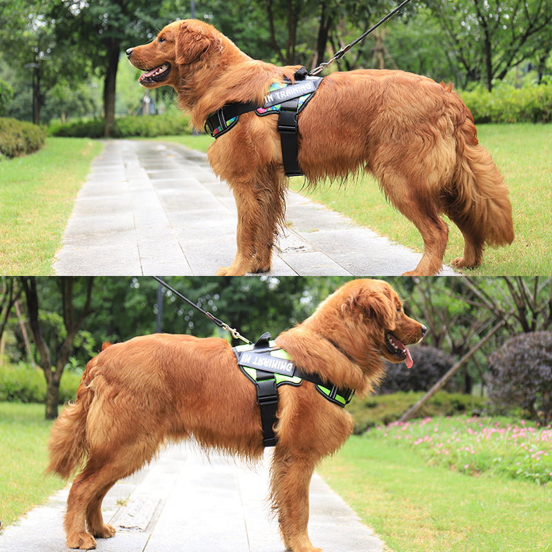 Reflective Dog Harness With Custom ID Patch for Walks
