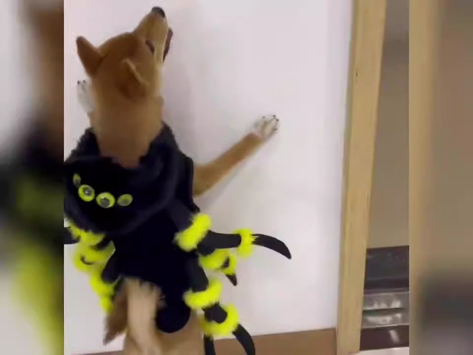 Pet Spider Costume for Funny Halloween Party Photos