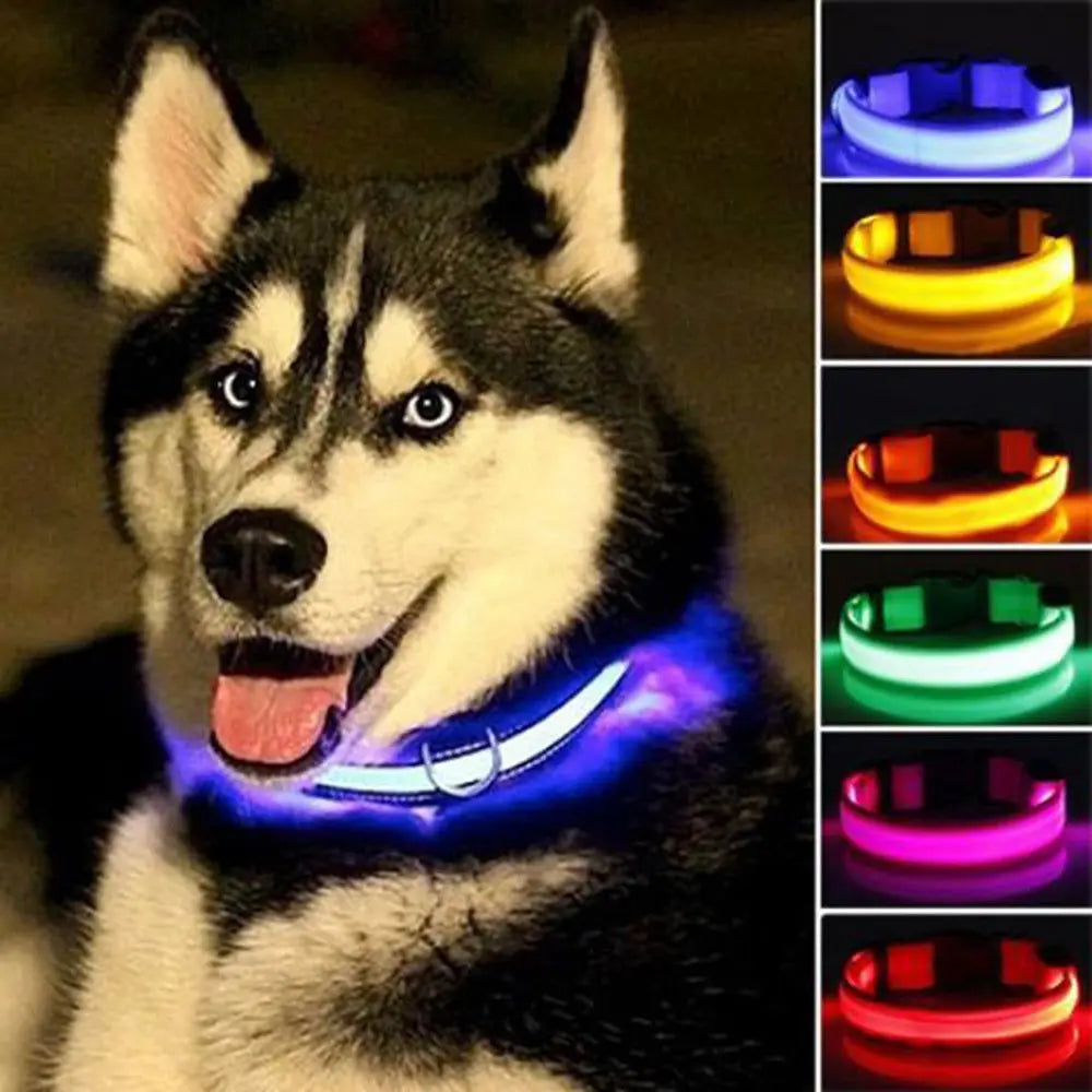 LED Dog Collar for Night Walks, Visible in the Dark