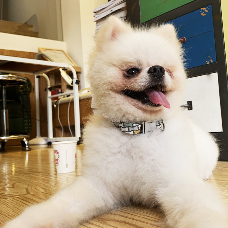 Personalized Dog Collar for Secure Everyday Walks