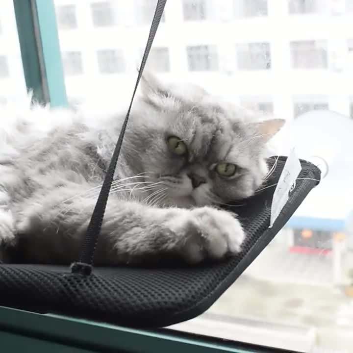 Cat Window Hammock for Sunny Elevated Indoor Lounging