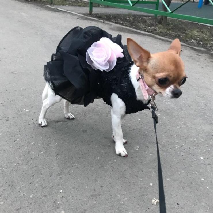 Dog Wedding Dress Princess Pet Formal Party Outfit