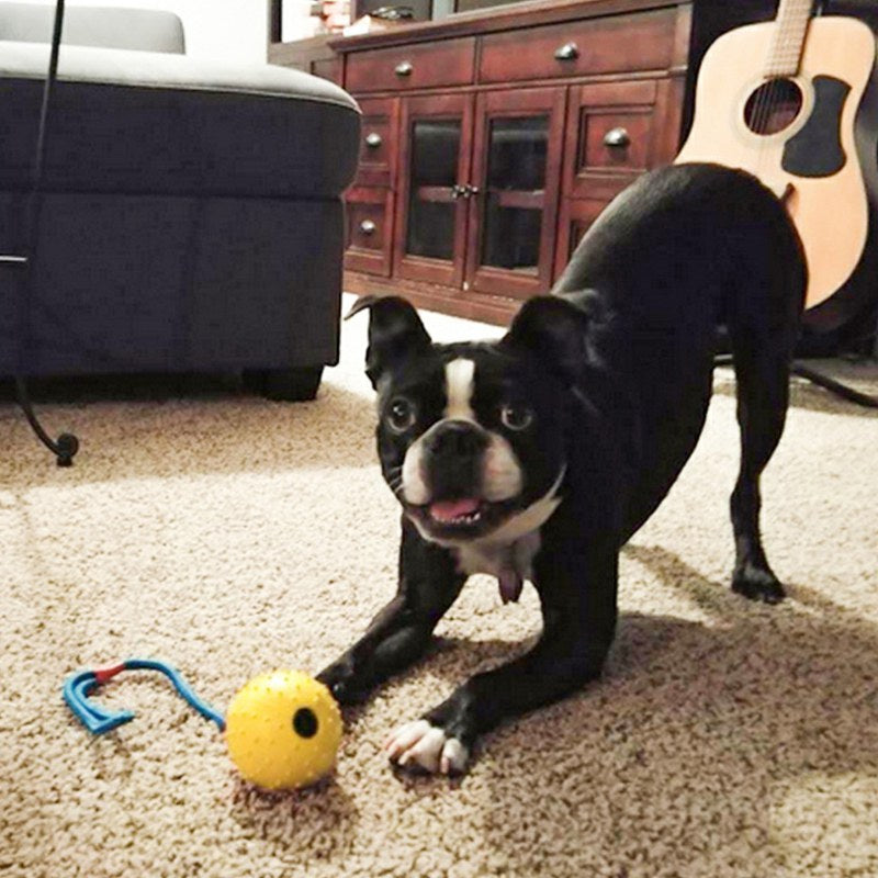 Dog Training Ball on Rope for Interactive Fetch Play