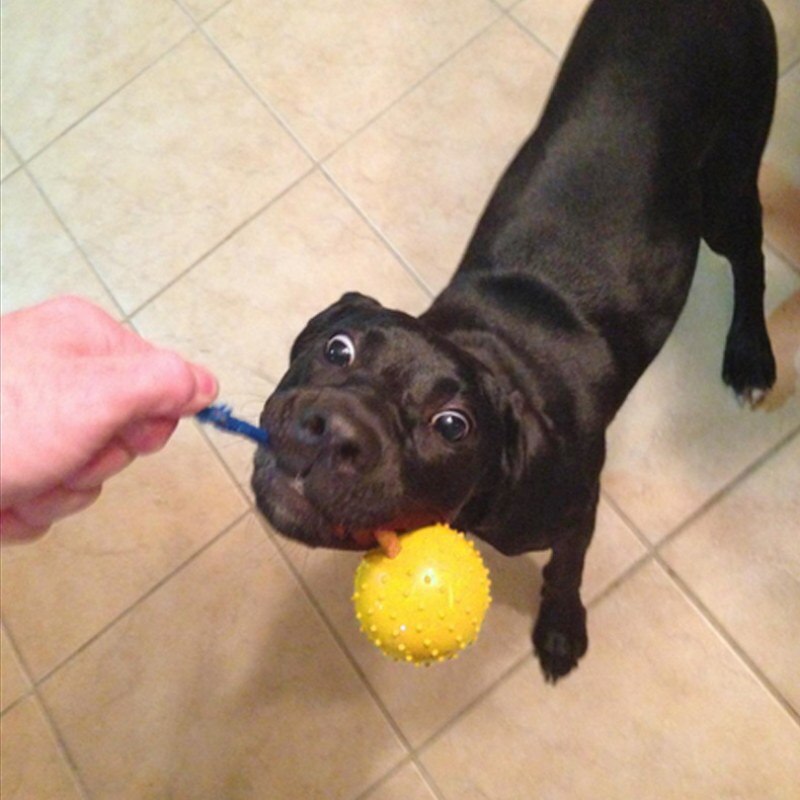 Dog Training Ball on Rope for Interactive Fetch Play