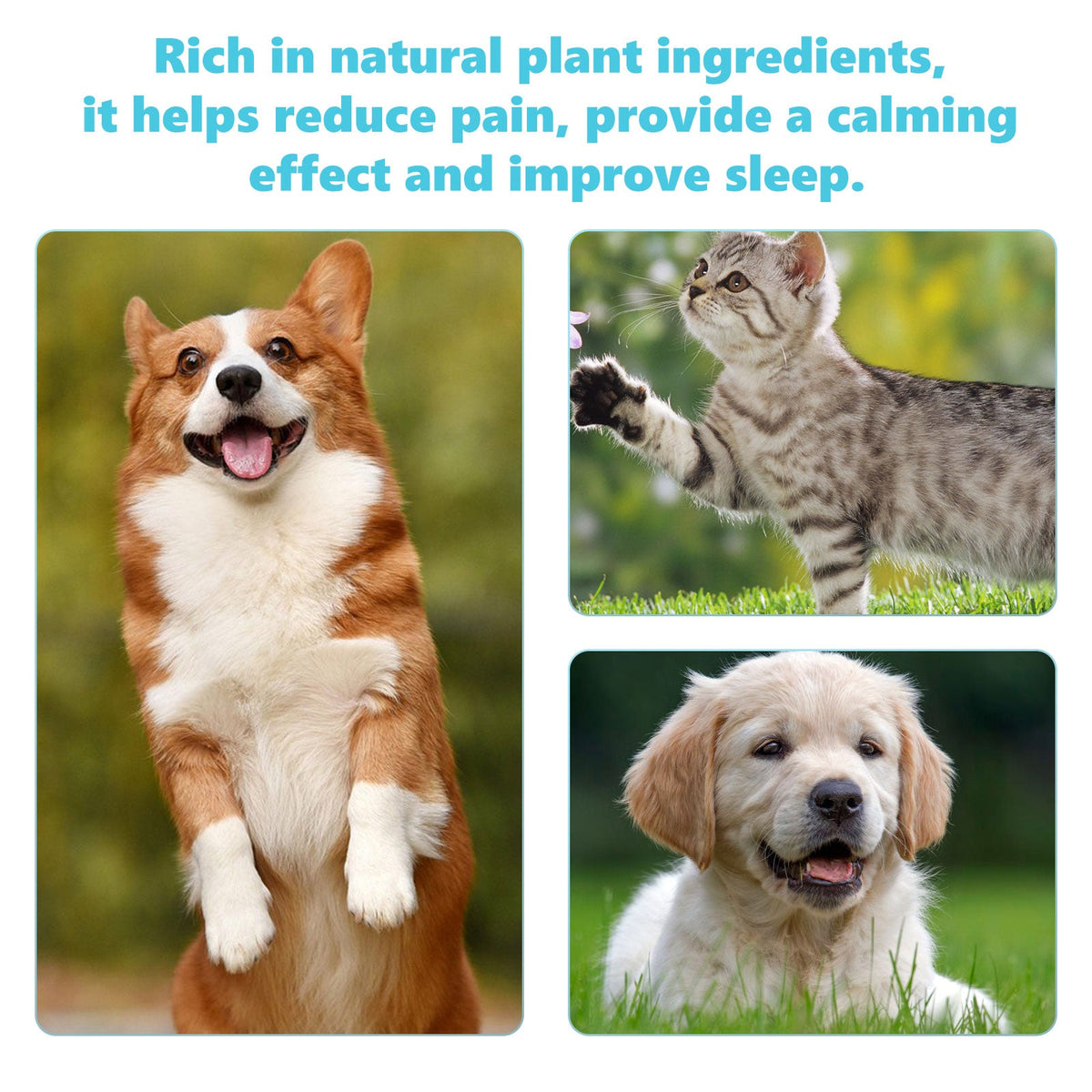 Pet Glucosamine Joint Support Drops for Cats & Dogs