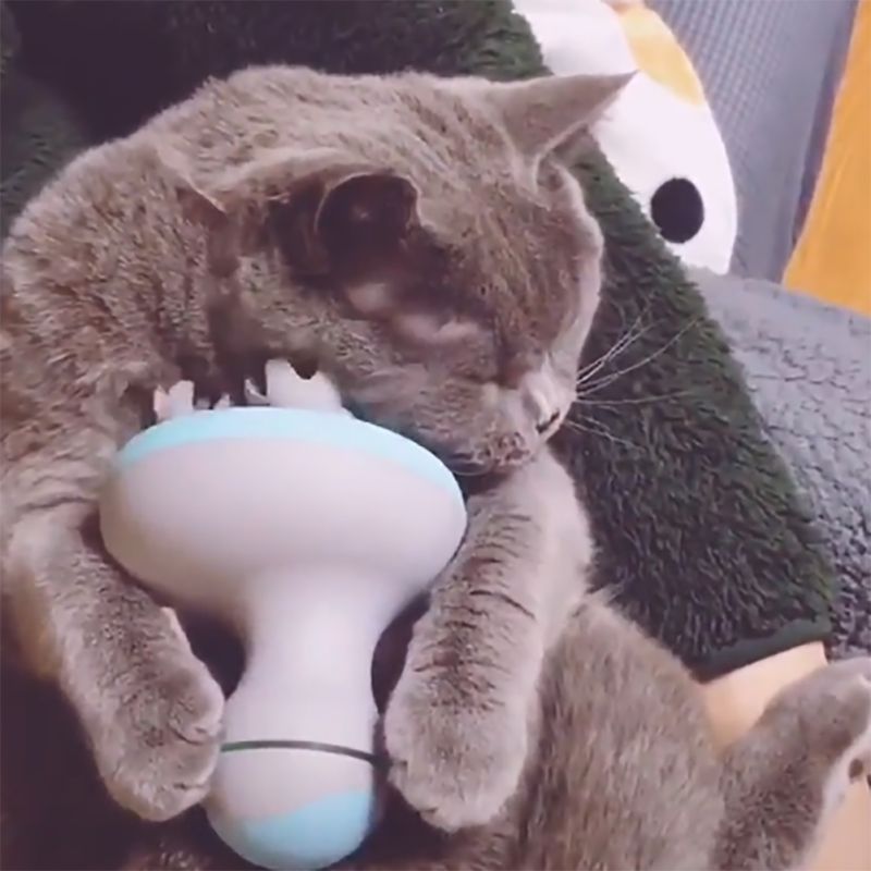 Electric Cat Massager for Relaxing At-Home Grooming