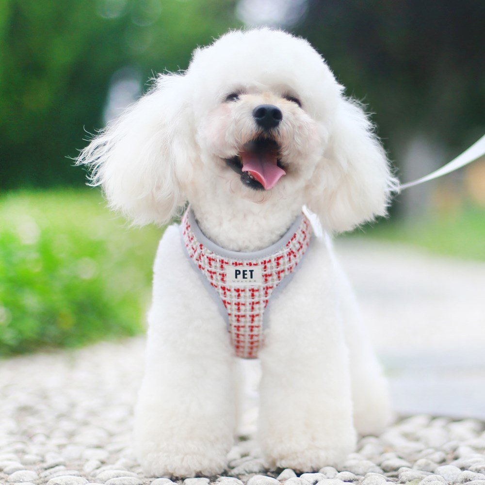 Pet Harness and Leash Set for Comfortable Daily Walks