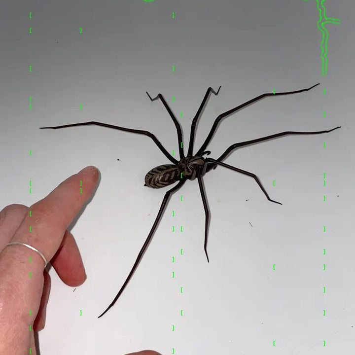 Realistic Spider Decoration for Instant Spooky Style