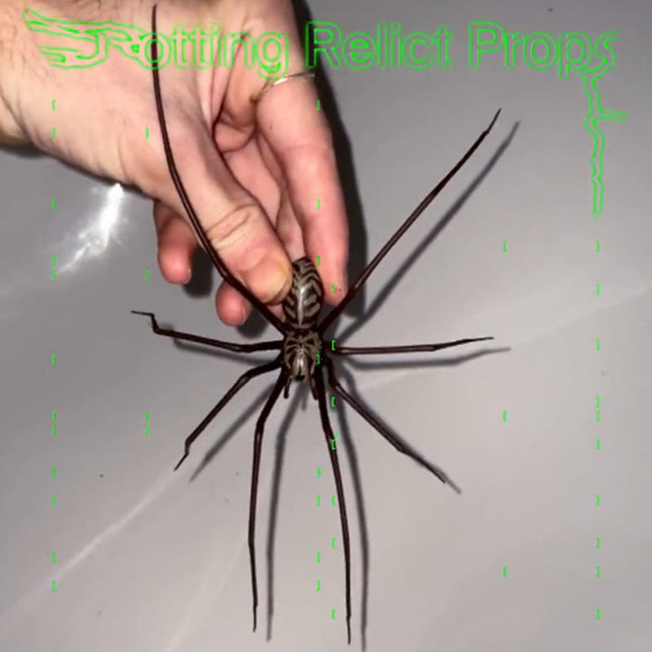 Realistic Spider Decoration for Instant Spooky Style