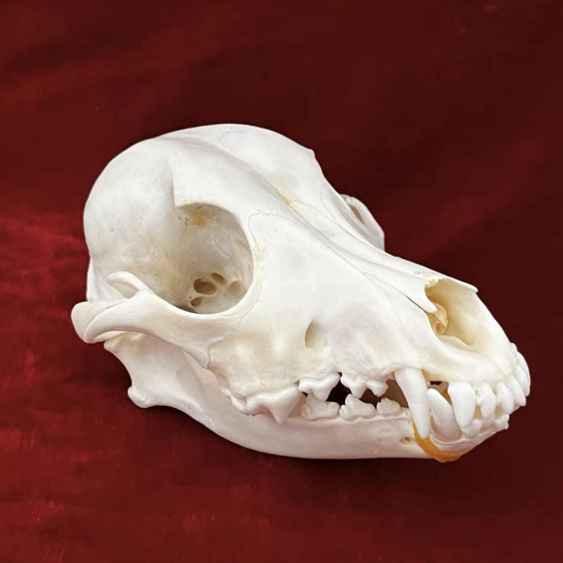 Animal Skull Specimens for Distinctive Home Decor