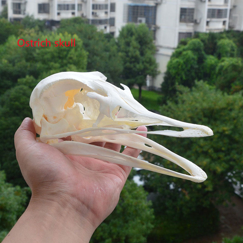 Animal Skull Specimens for Distinctive Home Decor