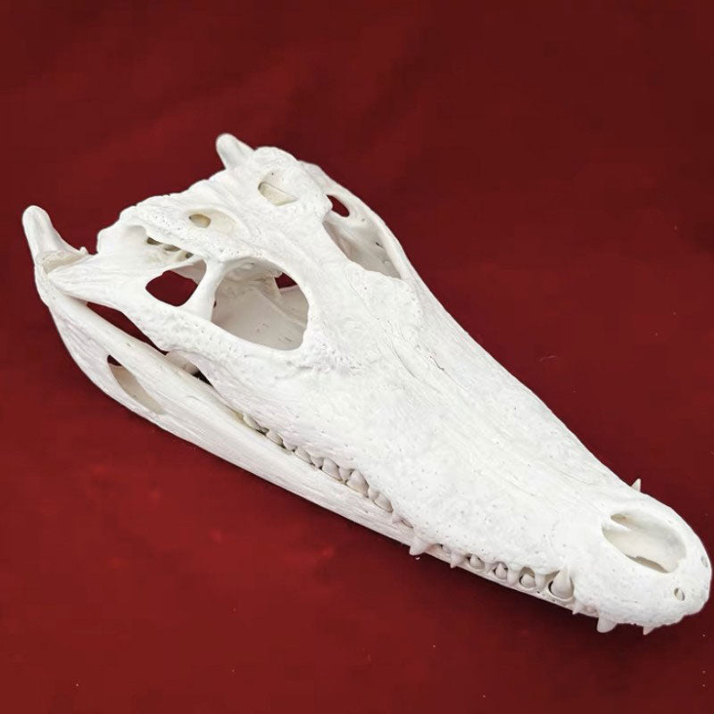 Animal Skull Specimens for Distinctive Home Decor