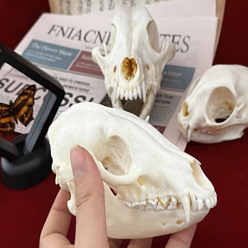 Animal Skull Specimens for Distinctive Home Decor