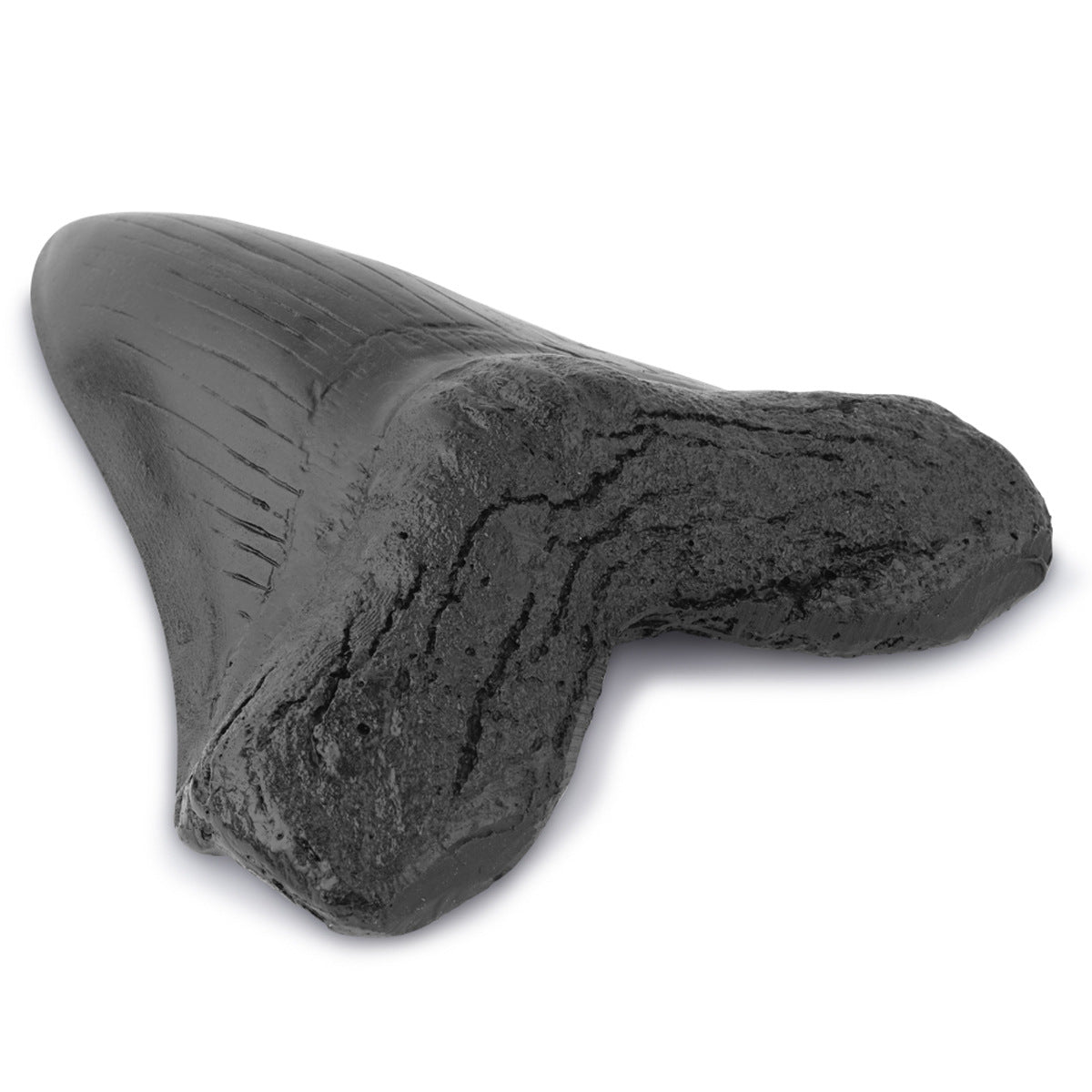 Shark Tooth Sculpture – Bold Ocean-Inspired Home Decor