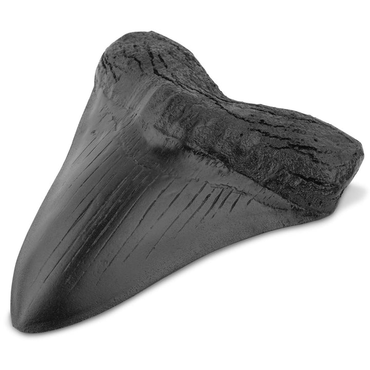 Shark Tooth Sculpture – Bold Ocean-Inspired Home Decor