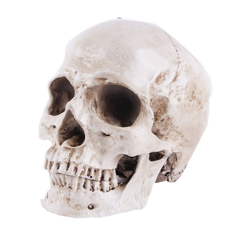Resin Skull Model for Anatomy Teaching and Study Aid