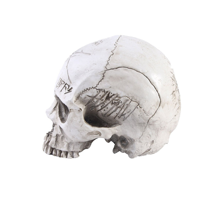 3D Resin Skull Anatomy Model for Study and Display