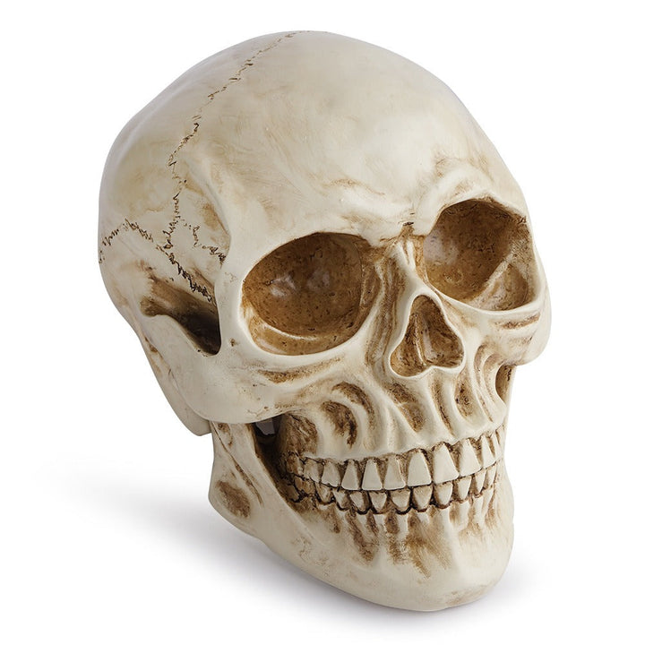 Resin Skull Decor With Realistic Antique Bone Detail