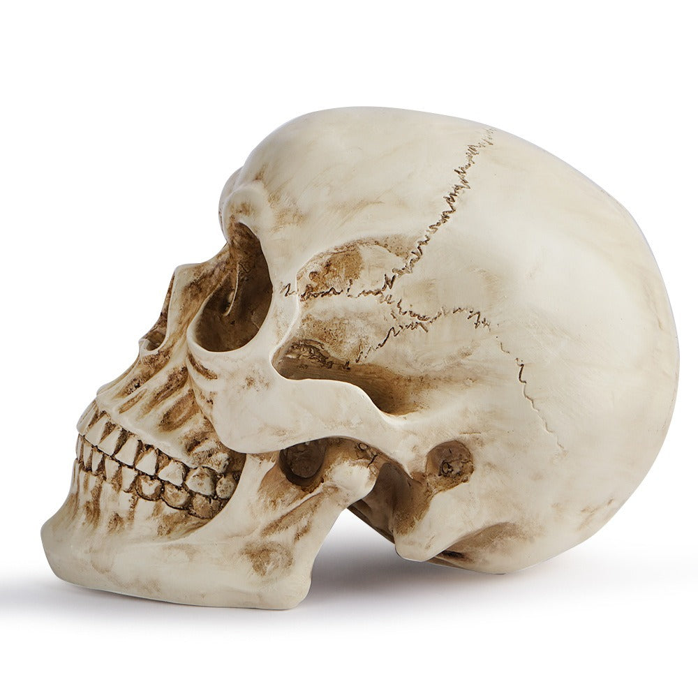 Resin Skull Decor With Realistic Antique Bone Detail
