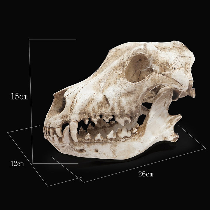 Resin Skull Ornament With Aged Bone Gothic Display