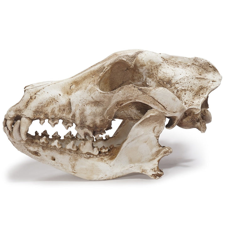 Resin Skull Ornament With Aged Bone Gothic Display