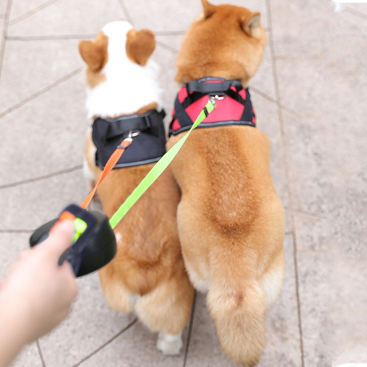 Dual Retractable Dog Leash for Two Tangle-Reduced Walks