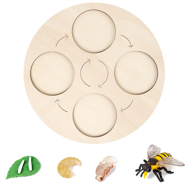 Wooden Life Cycle Toy for Hands-On Science Learning