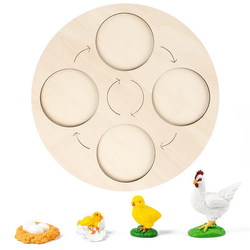 Wooden Life Cycle Toy for Hands-On Science Learning