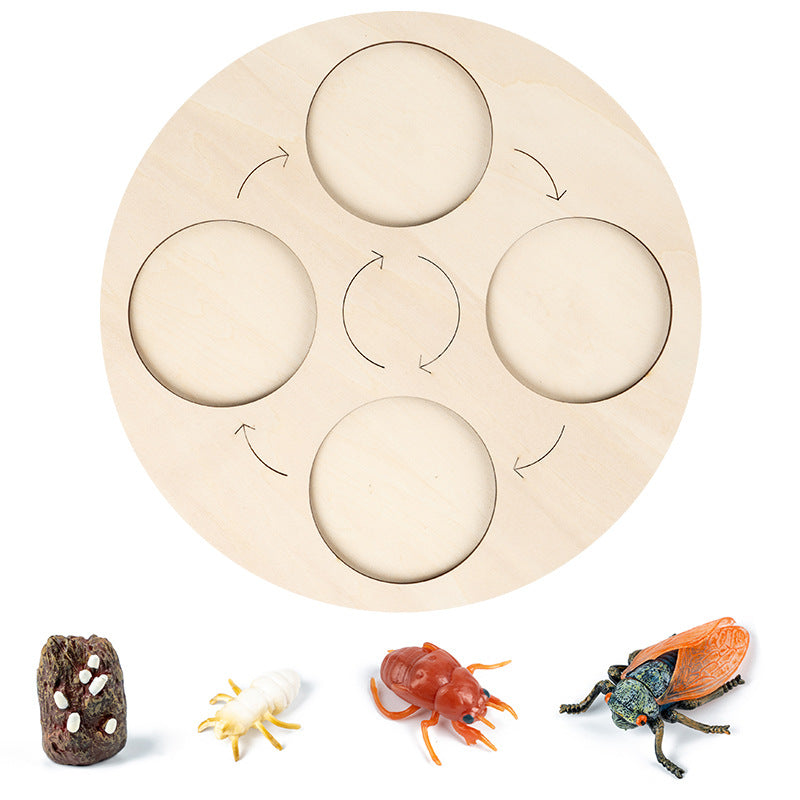 Wooden Life Cycle Toy for Hands-On Science Learning