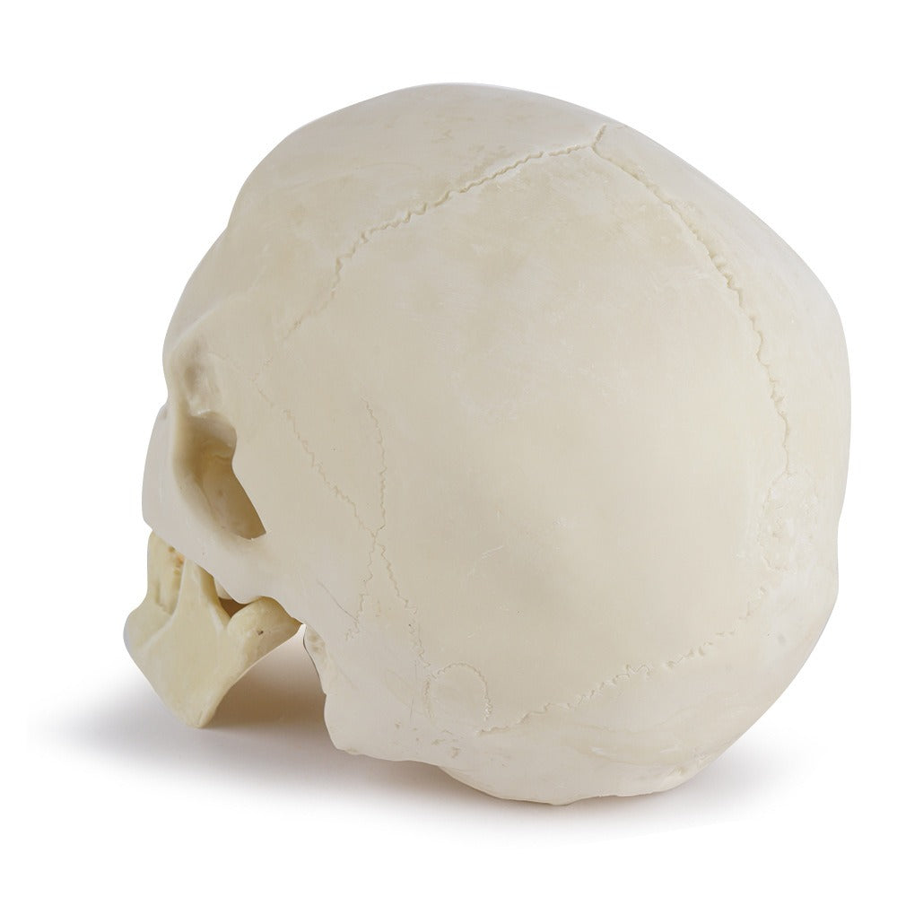 Anatomical Skull Model with Removable Mandible for Study
