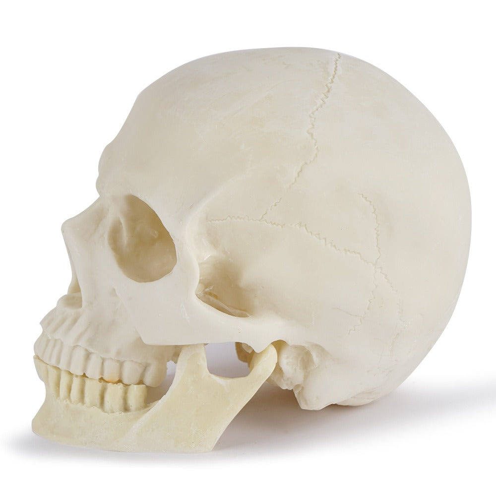 Anatomical Skull Model with Removable Mandible for Study