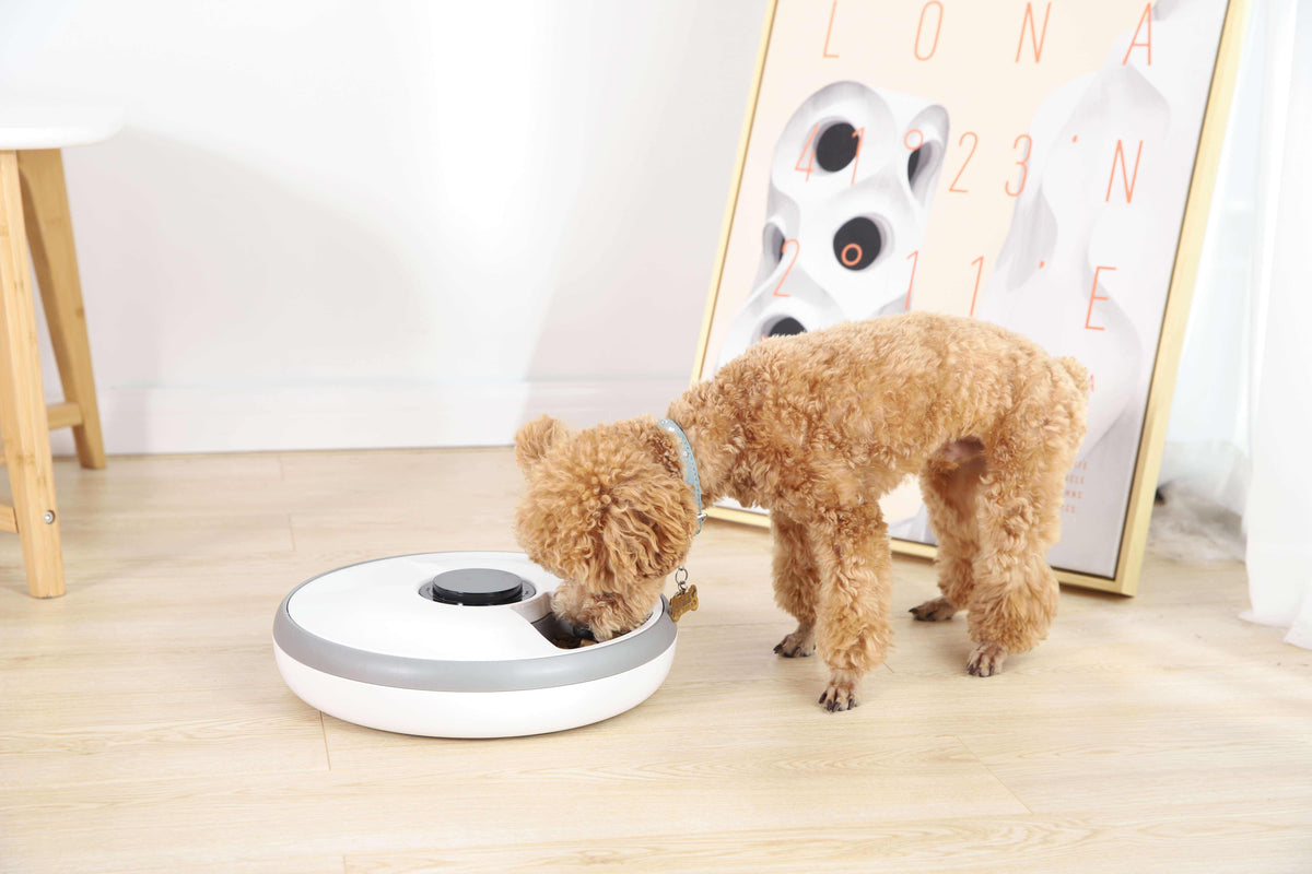 Automatic Pet Feeder: Six Scheduled Meals Every Day