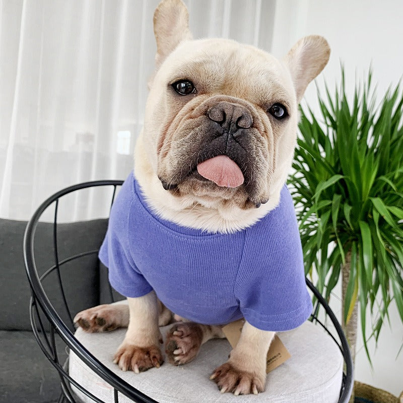 Matching Pet And Owner Outfits For Colorful Photos