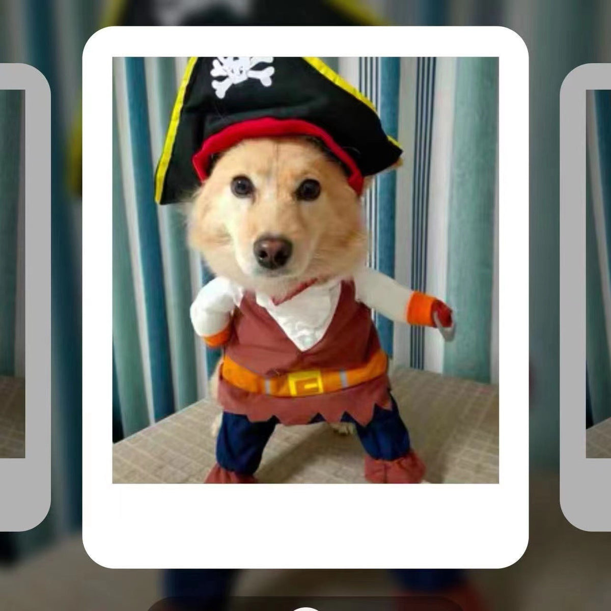Dog Pirate Costume Set for Cute Party Photos & Events