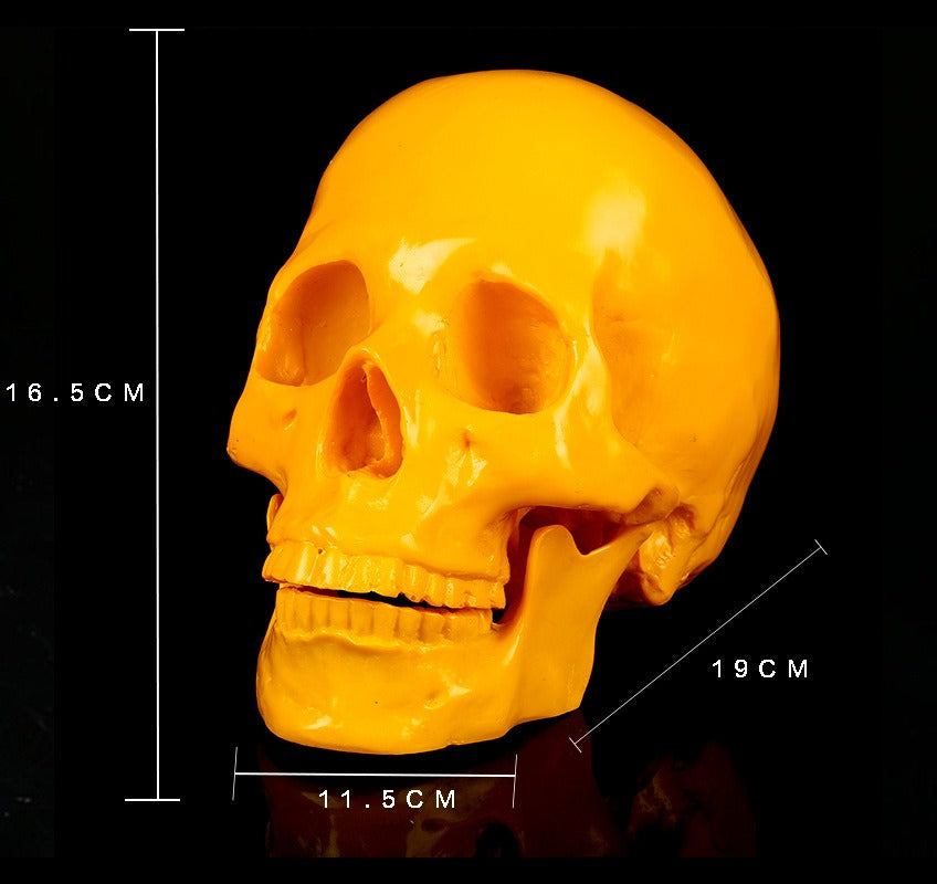 Yellow Resin Skull Ornament | Glossy Anatomical Decor