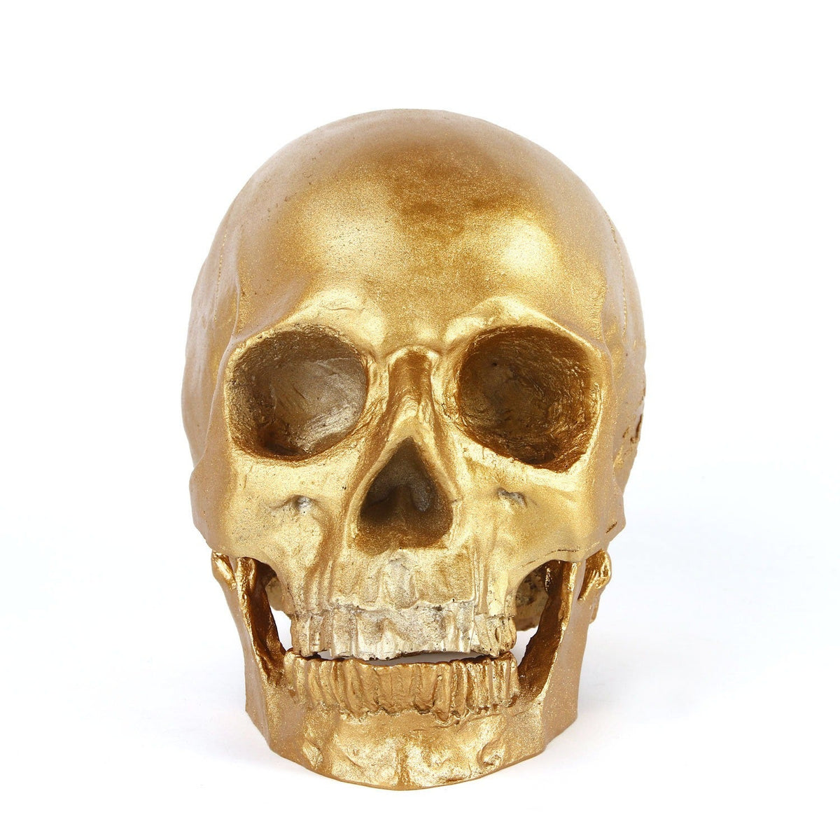 1:1 Human Skull Model With Distressed Antique Gold Finish