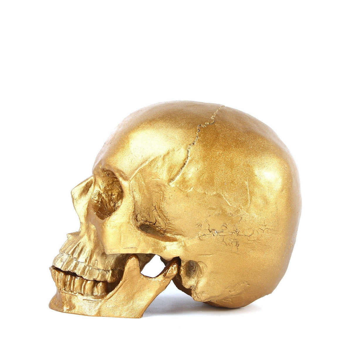 1:1 Human Skull Model With Distressed Antique Gold Finish