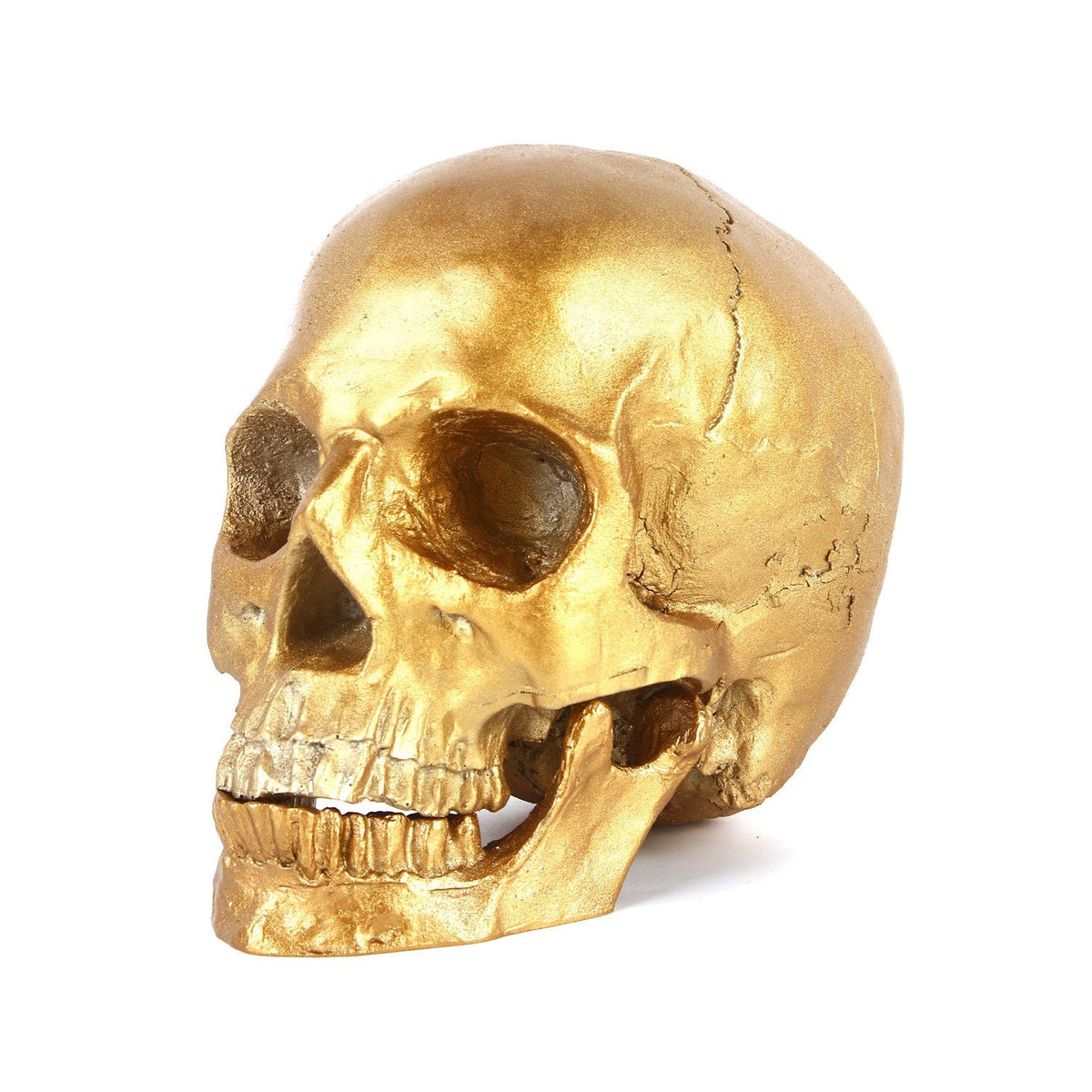 1:1 Human Skull Model With Distressed Antique Gold Finish