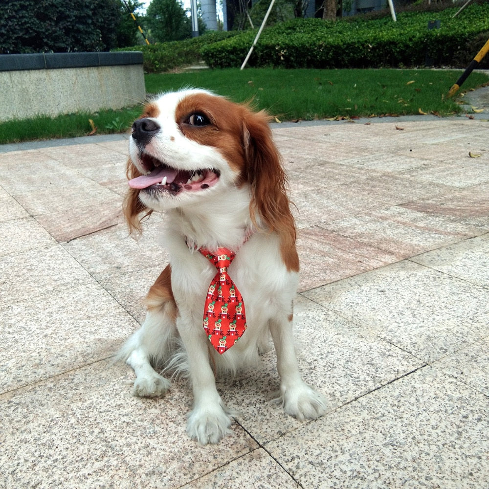Pet Neckties for Small Dogs & Cats, 10-Piece Set