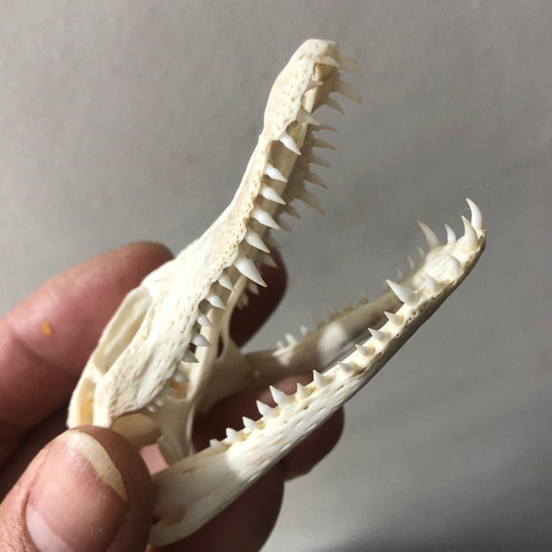 Animal Skull Specimens for Distinctive Home Decor