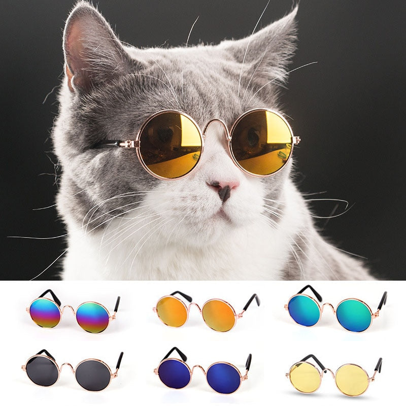 Pet Cat Glasses for Small Dogs | Playful Photo Style